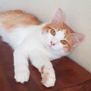 Saffron The Demure Princess - Domestic Medium Hair Cat