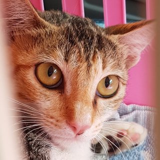 Darla The Sweet Cutie - Calico Cat