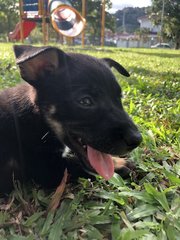 Muffin &amp;charcoal - Mixed Breed Dog