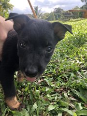 Muffin &amp;charcoal - Mixed Breed Dog