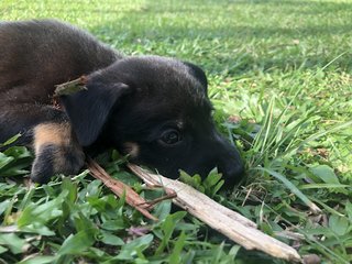 Muffin &amp;charcoal - Mixed Breed Dog