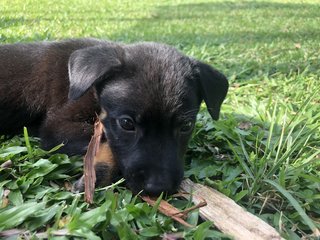 Muffin &amp;charcoal - Mixed Breed Dog