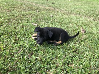 Muffin &amp;charcoal - Mixed Breed Dog