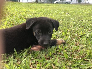 Muffin &amp;charcoal - Mixed Breed Dog