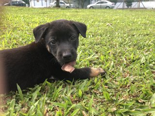 Muffin &amp;charcoal - Mixed Breed Dog