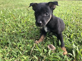 Muffin &amp;charcoal - Mixed Breed Dog