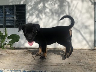 Muffin &amp;charcoal - Mixed Breed Dog