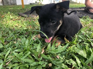 Muffin &amp;charcoal - Mixed Breed Dog