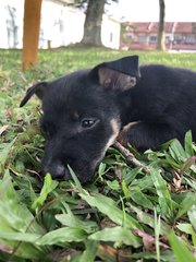 Muffin &amp;charcoal - Mixed Breed Dog