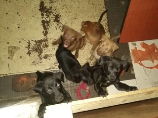 6 Cuties - Mixed Breed Dog