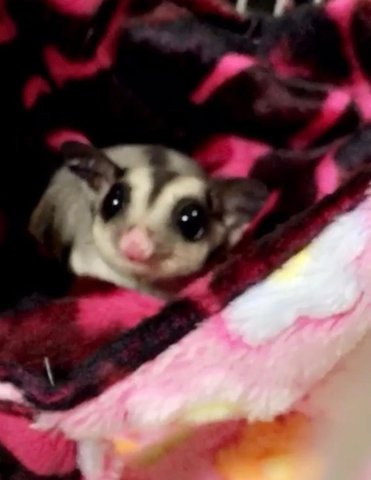 Bambi - Sugar Glider Small & Furry