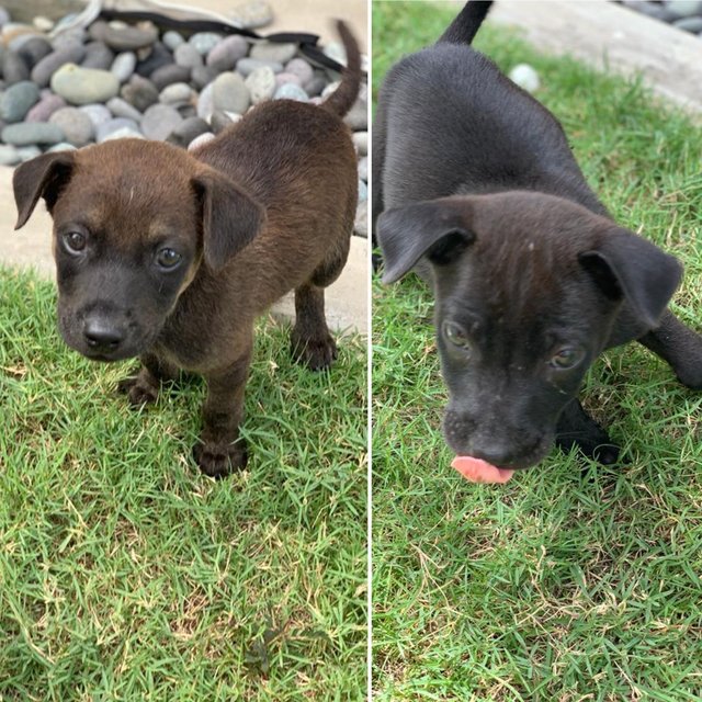 Blackie &amp; Brownie - Have Been Adopted - Mixed Breed Dog