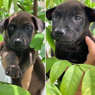 Blackie &amp; Brownie - Have Been Adopted - Mixed Breed Dog