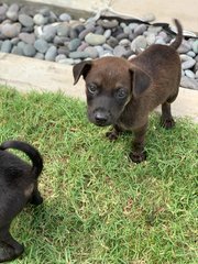 Blackie &amp; Brownie - Have Been Adopted - Mixed Breed Dog