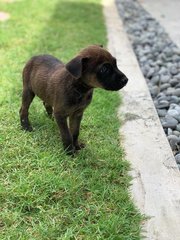 Blackie &amp; Brownie - Have Been Adopted - Mixed Breed Dog