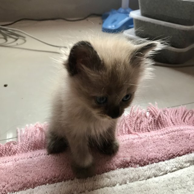 S’mores  - Domestic Medium Hair + Domestic Long Hair Cat