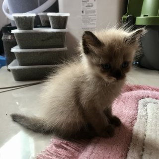 S’mores  - Domestic Medium Hair + Domestic Long Hair Cat