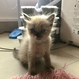 S’mores  - Domestic Medium Hair + Domestic Long Hair Cat