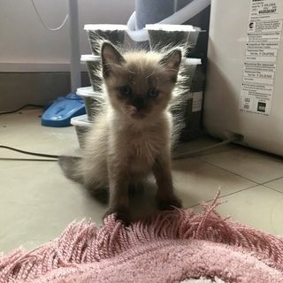 S’mores  - Domestic Medium Hair + Domestic Long Hair Cat