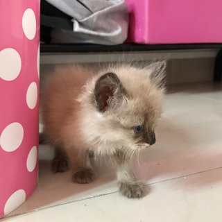 S’mores  - Domestic Medium Hair + Domestic Long Hair Cat