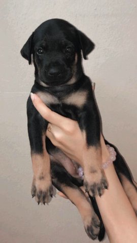 Babies - Mixed Breed Dog