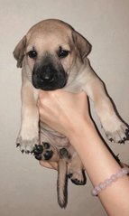 Babies - Mixed Breed Dog