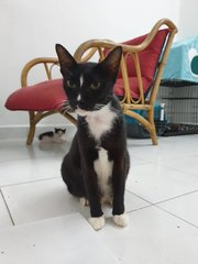 Pepper  - Domestic Short Hair + Bobtail Cat