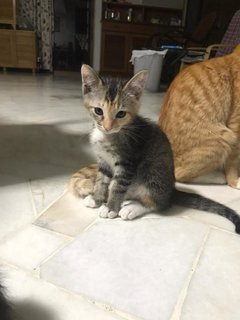 2 Kitten (1 Male 1 Female) - Domestic Medium Hair Cat