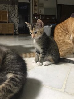 2 Kitten (1 Male 1 Female) - Domestic Medium Hair Cat