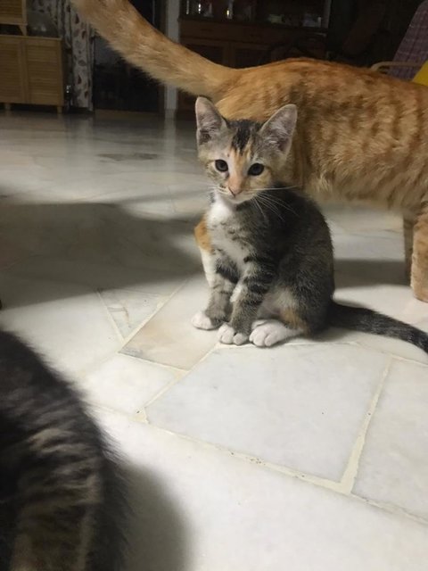 2 Kitten (1 Male 1 Female) - Domestic Medium Hair Cat