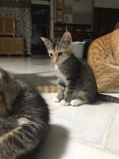 2 Kitten (1 Male 1 Female) - Domestic Medium Hair Cat