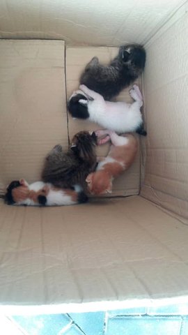 Box Of Kittens - Domestic Short Hair Cat