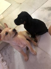 Nala &amp; Blacky - Mixed Breed Dog