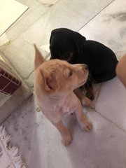 Nala &amp; Blacky - Mixed Breed Dog