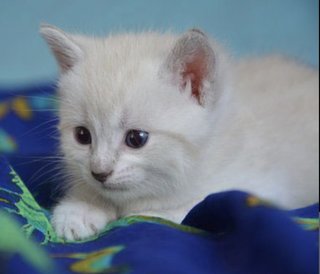 Cream Puff - Domestic Medium Hair Cat