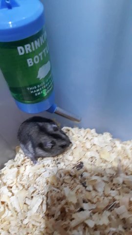 Grey Winter Dwarf Hamsters - Striped Hairy Foot Russian Hamster Hamster