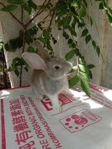 Buddy  - Lop Eared + Bunny Rabbit Rabbit