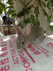 Buddy  - Lop Eared + Bunny Rabbit Rabbit