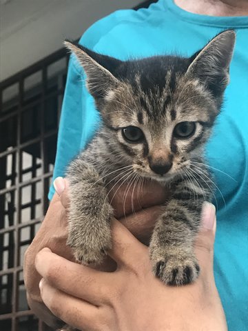 Tarzan - Domestic Short Hair Cat