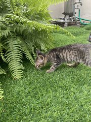 Tarzan - Domestic Short Hair Cat