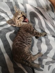 Loki &amp; Marshmallow - Domestic Medium Hair Cat