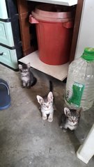 3 Grey Kittens - Domestic Short Hair Cat