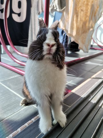 Toki - Netherland Dwarf Rabbit