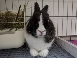 Toki - Netherland Dwarf Rabbit