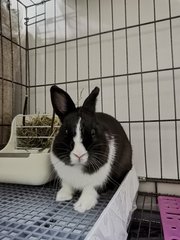 Toki - Netherland Dwarf Rabbit