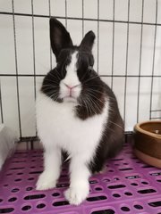 Toki - Netherland Dwarf Rabbit