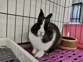 Toki - Netherland Dwarf Rabbit