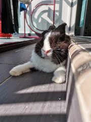 Toki - Netherland Dwarf Rabbit