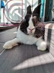 Toki - Netherland Dwarf Rabbit