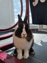 Toki - Netherland Dwarf Rabbit